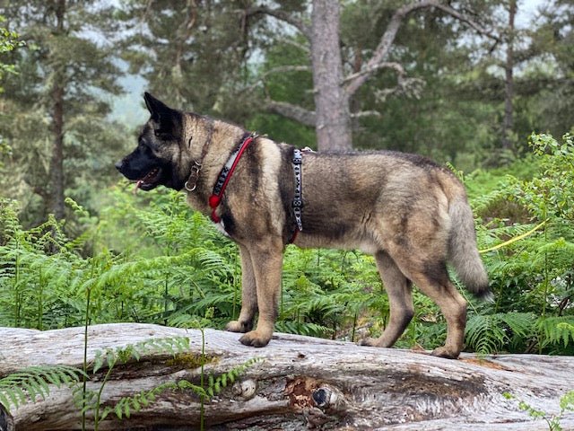 Smart Harness (Manmat) - SnowPaw Store - ManMat - Dog Harness