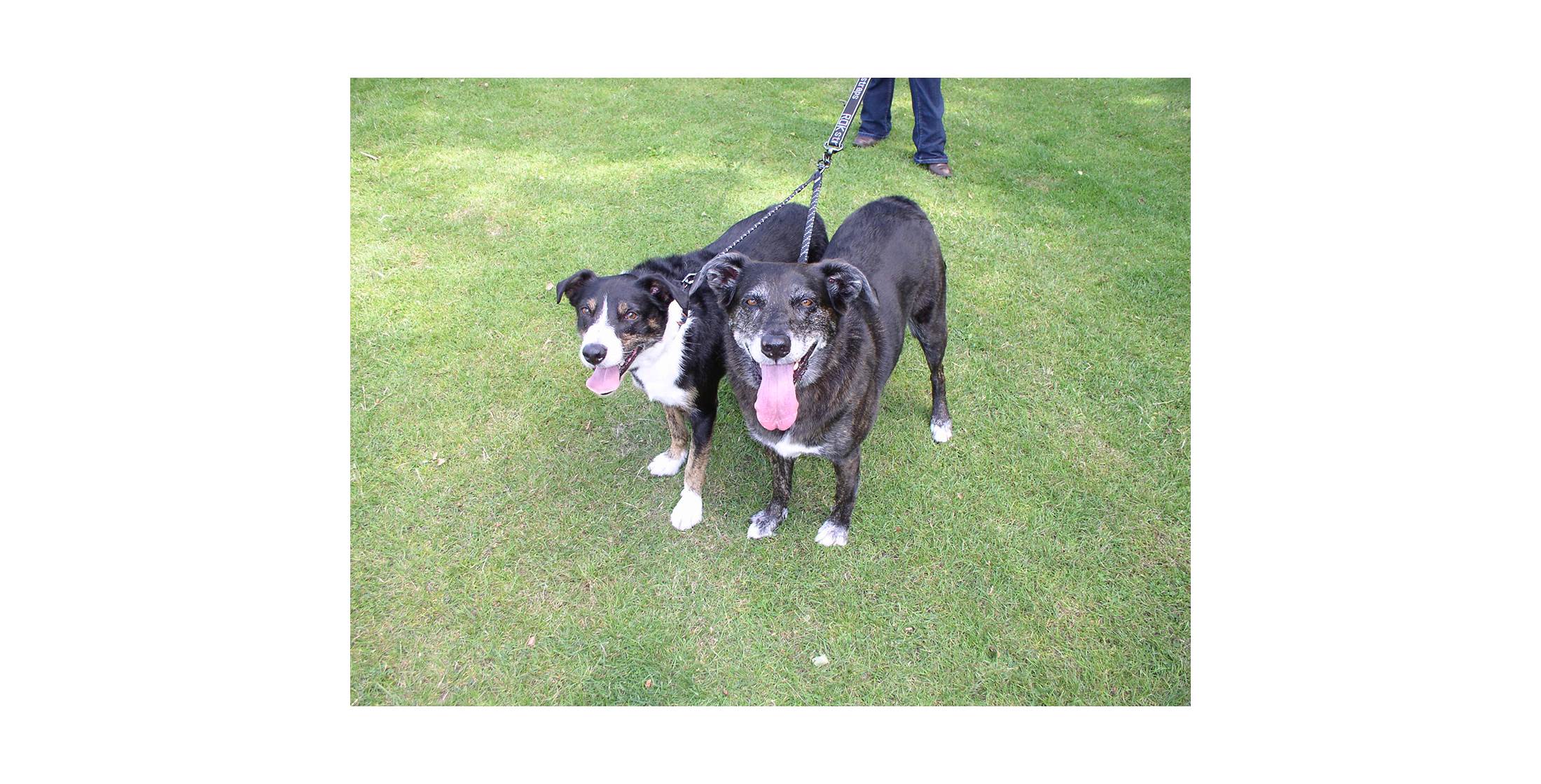 Stretch Coupler (ROK Straps) - SnowPaw Store - ROK Straps - Active Dog Gear