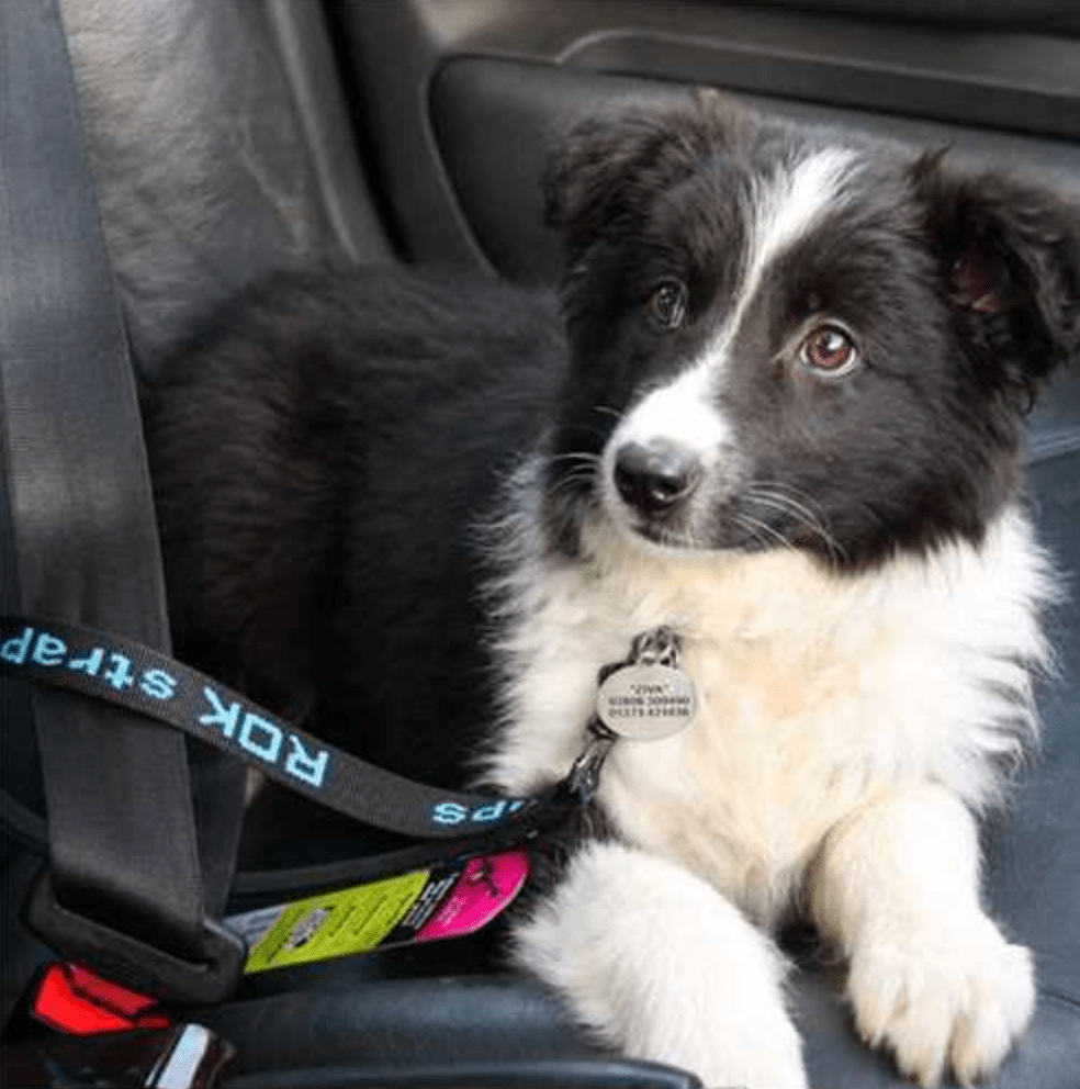 Stretch Dog Leads (ROK Straps) - SnowPaw Store - ROK Straps - Dog Collars, Leads, Belts