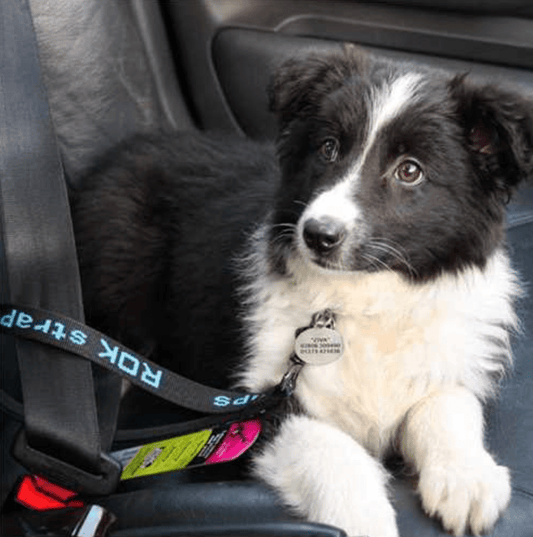 Stretch Dog Leads (ROK Straps) - SnowPaw Store - ROK Straps - Dog Collars, Leads, Belts