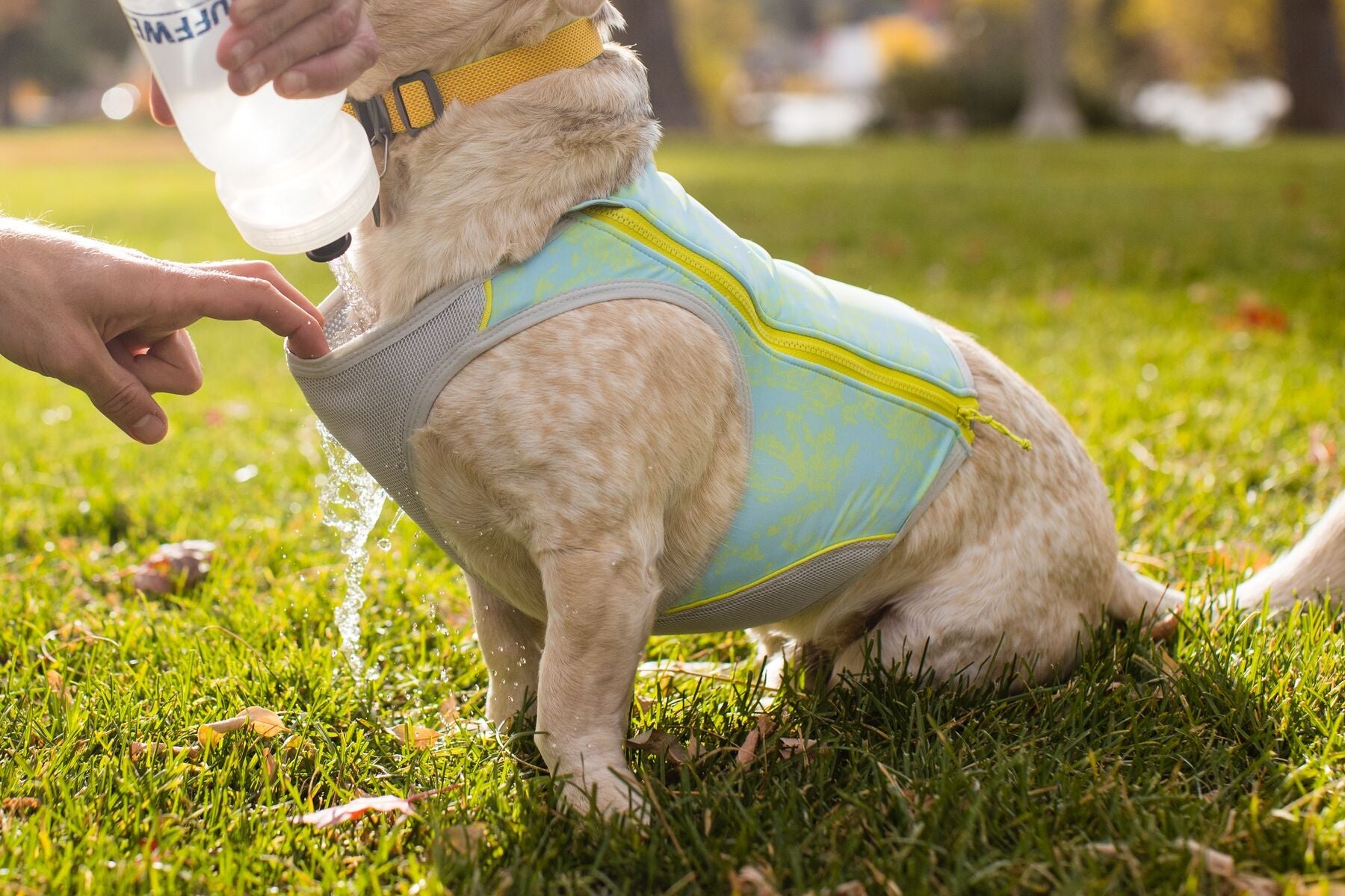 Swamp Cooler Zip™ Cooling Dog Vest PRE 2025 (Ruffwear) - SnowPaw Store - Ruffwear - Active Dog Gear