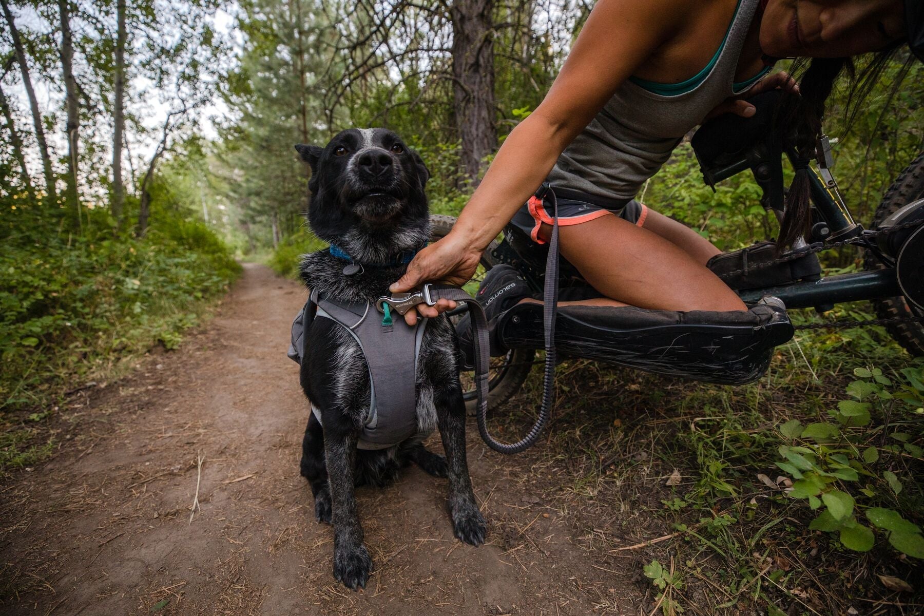 Switchbak Harness (Ruffwear) - SnowPaw Store - Ruffwear - Dog Harness