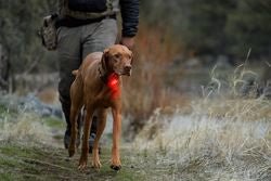 The Beacon Safety Light (Ruffwear) - SnowPaw Store - Ruffwear - Active Dog Gear