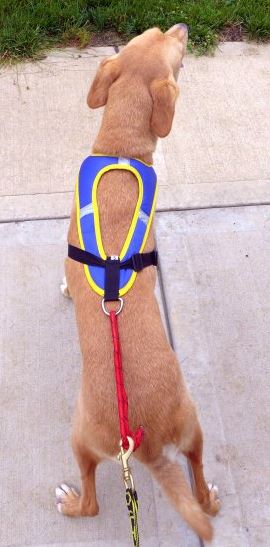 Tough Skin Harness - SnowPaw Store - Howling Dog Alaska - Dog Harness