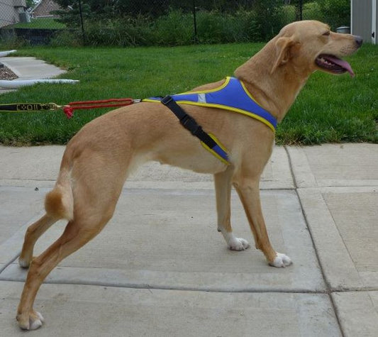 Tough Skin Harness - SnowPaw Store - Howling Dog Alaska - Dog Harness