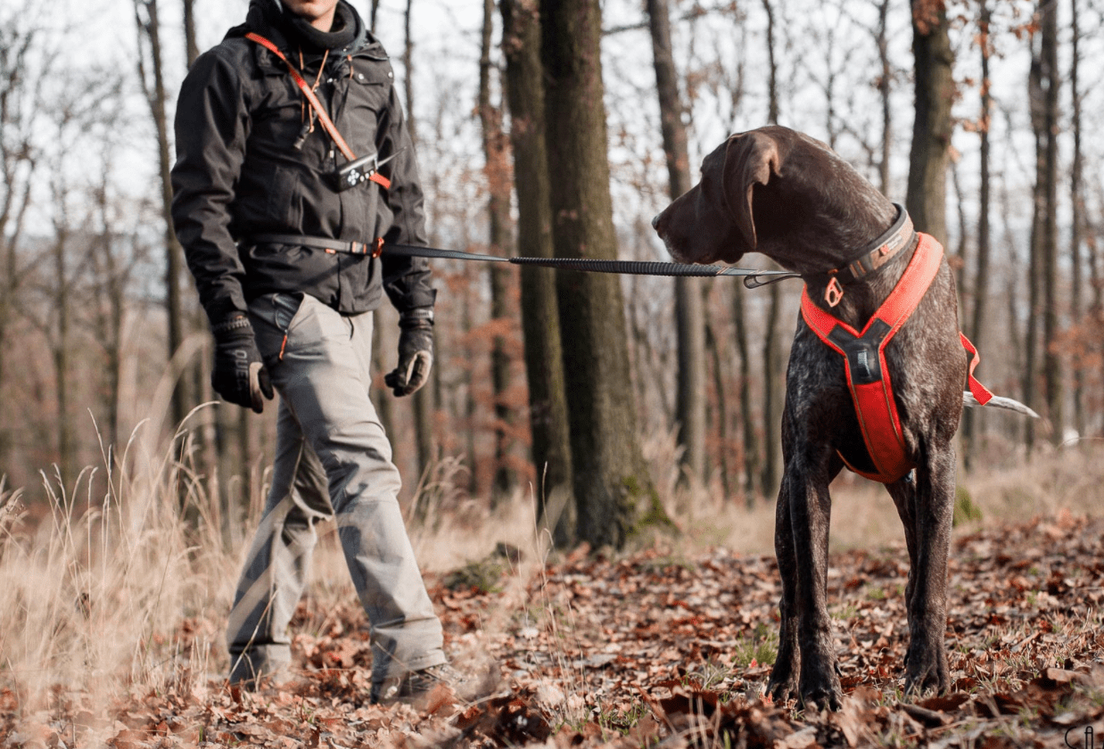 Touring Bungee Adjustable (Non Stop Dogwear) - SnowPaw Store - Non - Stop Dogwear - Dog Collars, Leads, Belts