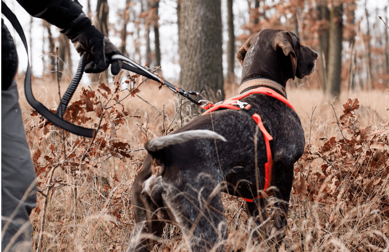 Touring Bungee Adjustable (Non Stop Dogwear) - SnowPaw Store - Non - Stop Dogwear - Dog Collars, Leads, Belts