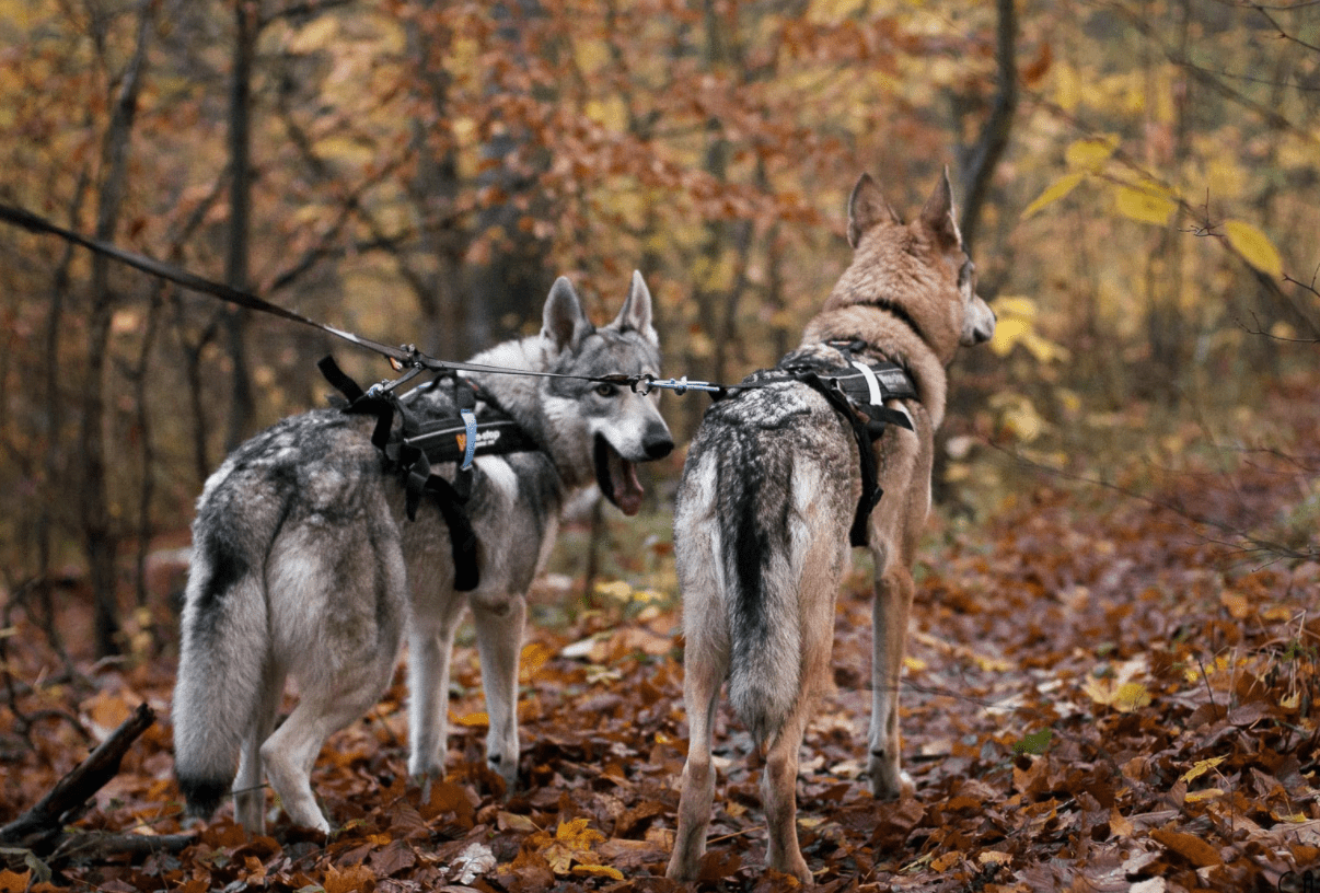 Touring Bungee Double (Non - Stop Dogwear) - SnowPaw Store - Non - Stop Dogwear - Lines