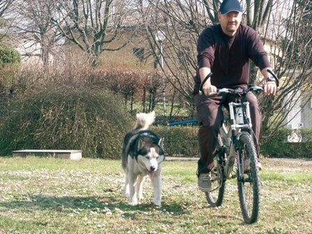 Walky Dog Plus - Bike Attachment - SnowPaw Store - WalkyDog - Bikejoring