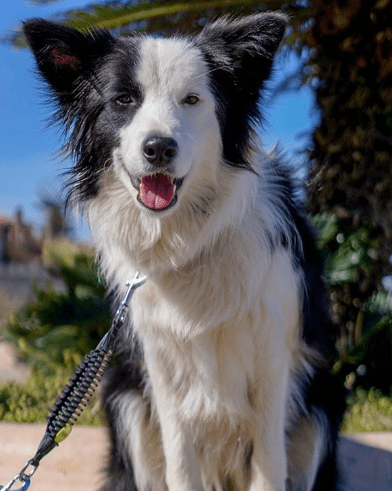 WAW Basic - SnowPaw Store - WAW - Dog Collars, Leads, Belts