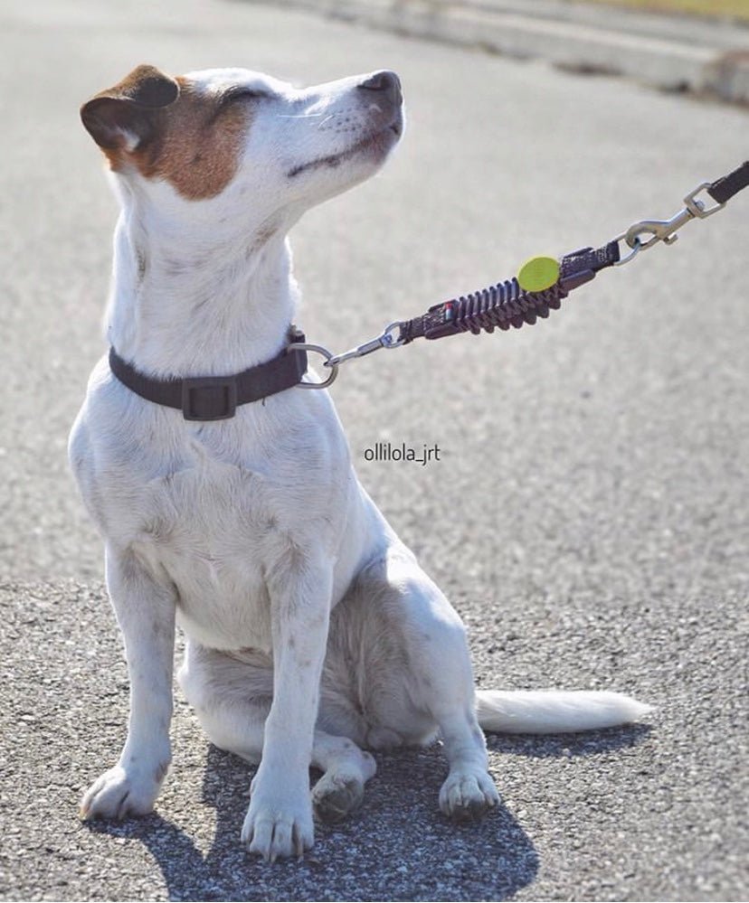 WAW Basic - SnowPaw Store - WAW - Dog Collars, Leads, Belts