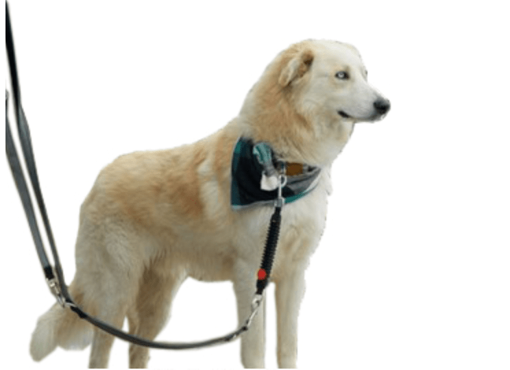 WAW Basic - SnowPaw Store - WAW - Dog Collars, Leads, Belts