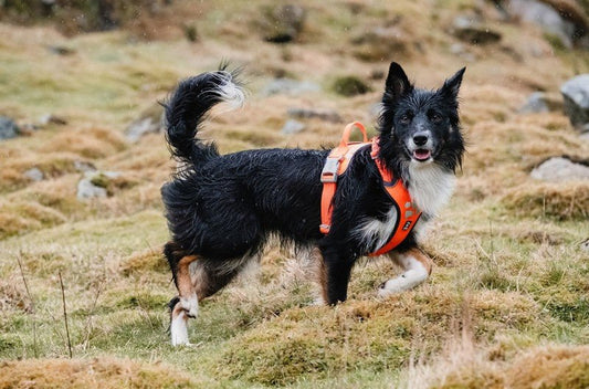 Weekend Warrior Harness (Hurtta) - SnowPaw Store - Hurtta - Dog Harness