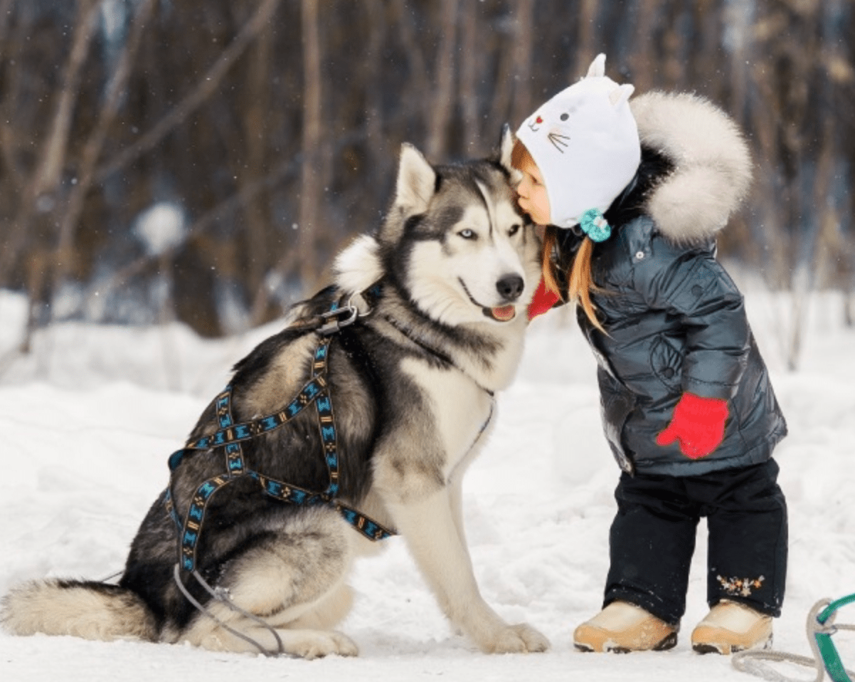 X - Back Dog Harness (ManMat) - SnowPaw Store - ManMat - Dog Harness