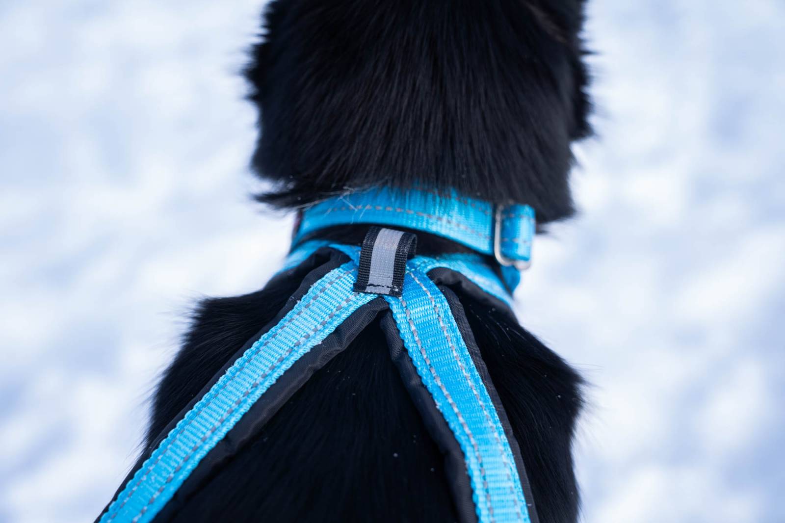 X Harness (V.I.P Dogwear) - SnowPaw Store - VIP Dogwear - Dog Harness