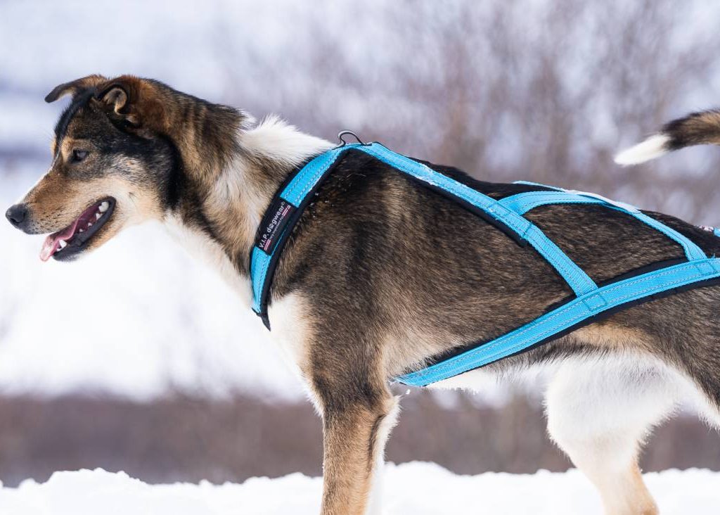 X Harness (V.I.P Dogwear) - SnowPaw Store - VIP Dogwear - Dog Harness