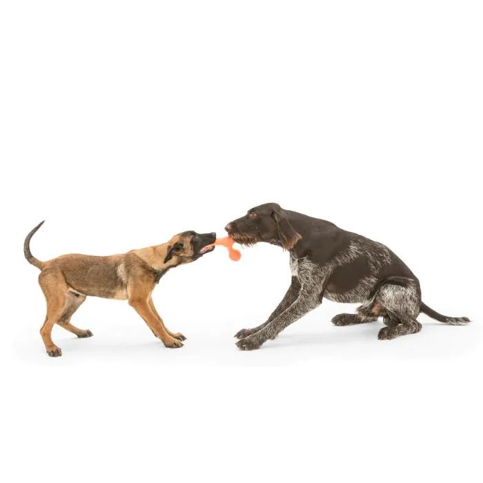 Zogoflex Echo Skamp (West Paw) - SnowPaw Store - West Paw - Dog Toys