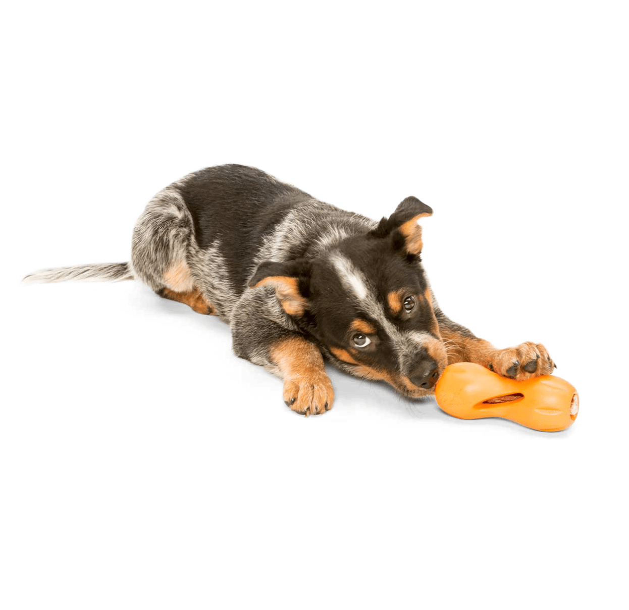 Zogoflex Qwizl (West Paw) - SnowPaw Store - West Paw - Dog Toys