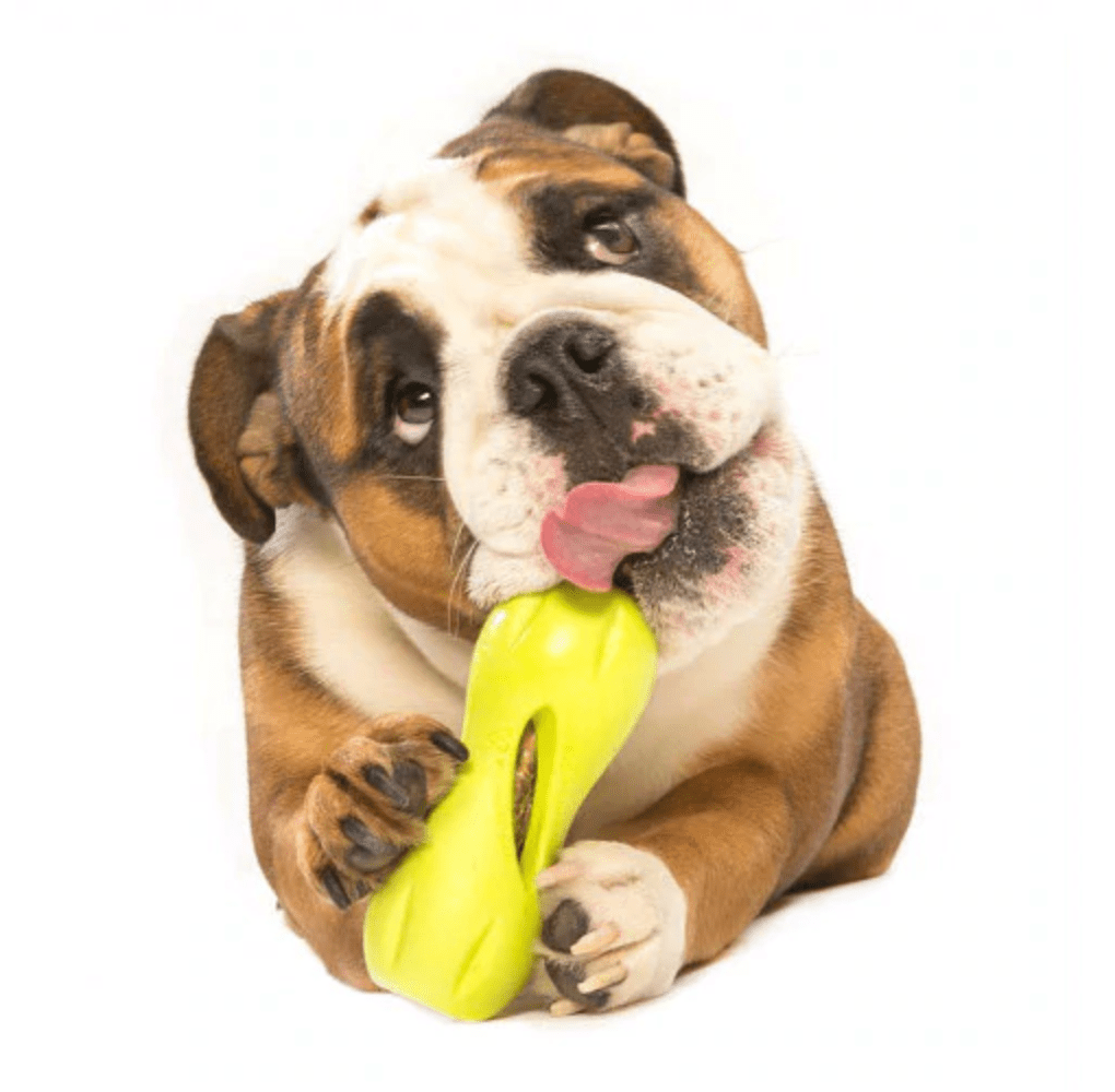 Zogoflex Qwizl (West Paw) - SnowPaw Store - West Paw - Dog Toys