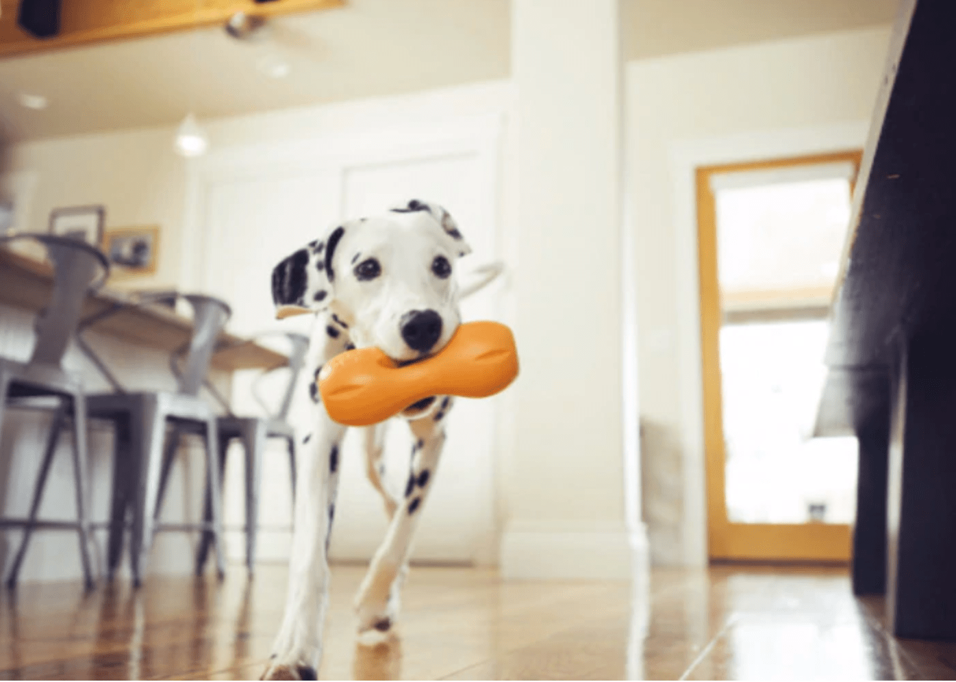 Zogoflex Qwizl (West Paw) - SnowPaw Store - West Paw - Dog Toys