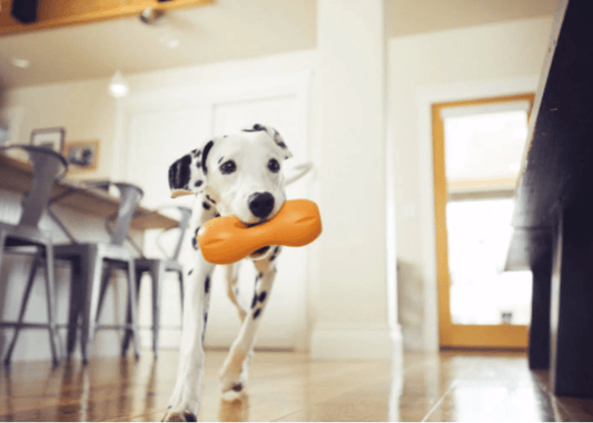 Zogoflex Qwizl (West Paw) - SnowPaw Store - West Paw - Dog Toys